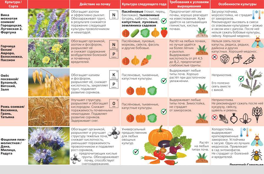 Когда какие сидераты сеять и закапывать: лучшие сидераты: горчица, фацелия, рожь; посев сидератов