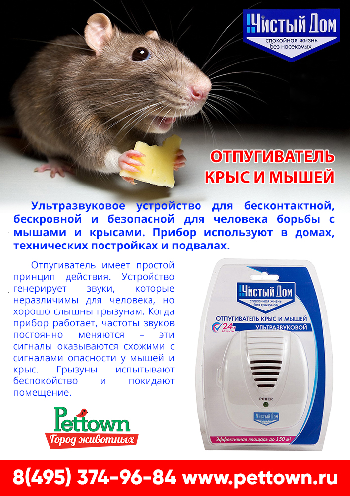 Финишный штрих в дератизации: как избавиться от запаха мышей в доме или квартире