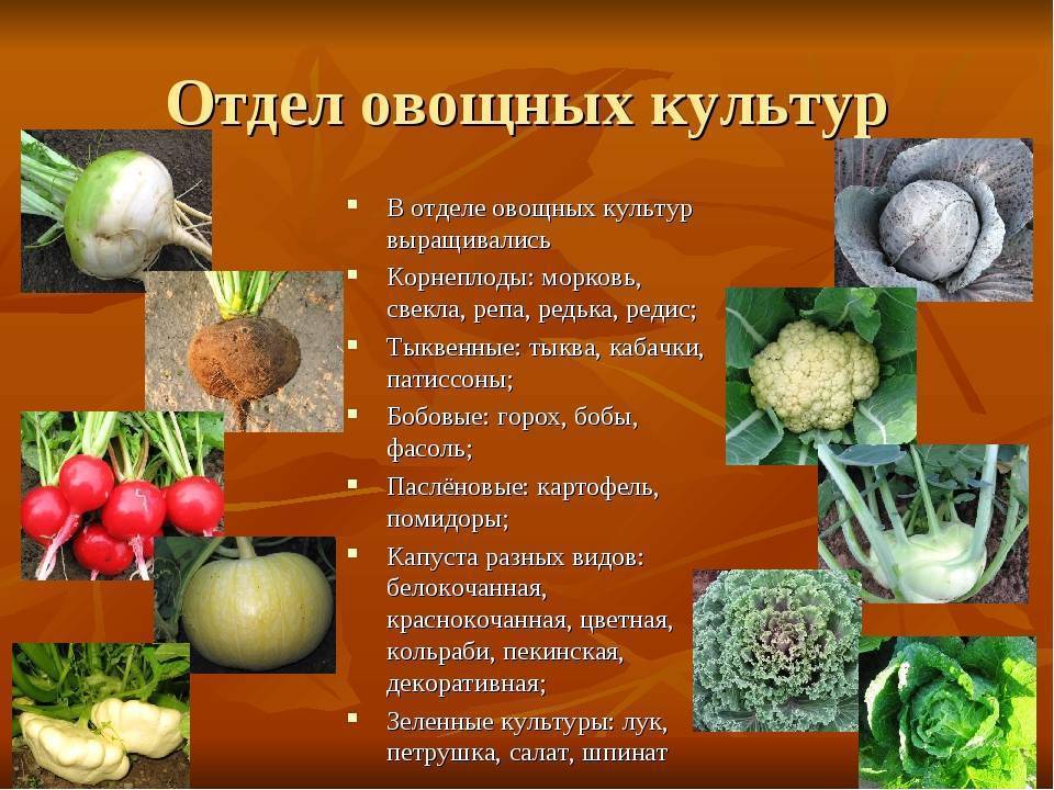 Как правильно хранить овощи и фрукты в магазине. 8 общих принципов, как правильно хранить фрукты дома | интерьер и декор