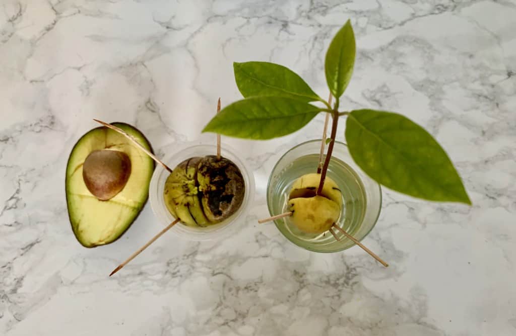 Выращивание авокадо из косточки в домашних условиях: 2 способа