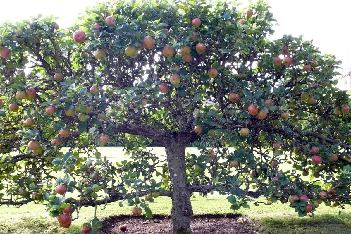 Сколько стоят плодовые деревья