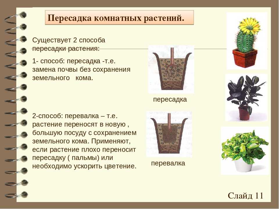 ᐉ пересадка цветов – зачем, когда и как пересаживать; перевалка комнатных растений - roza-zanoza.ru
