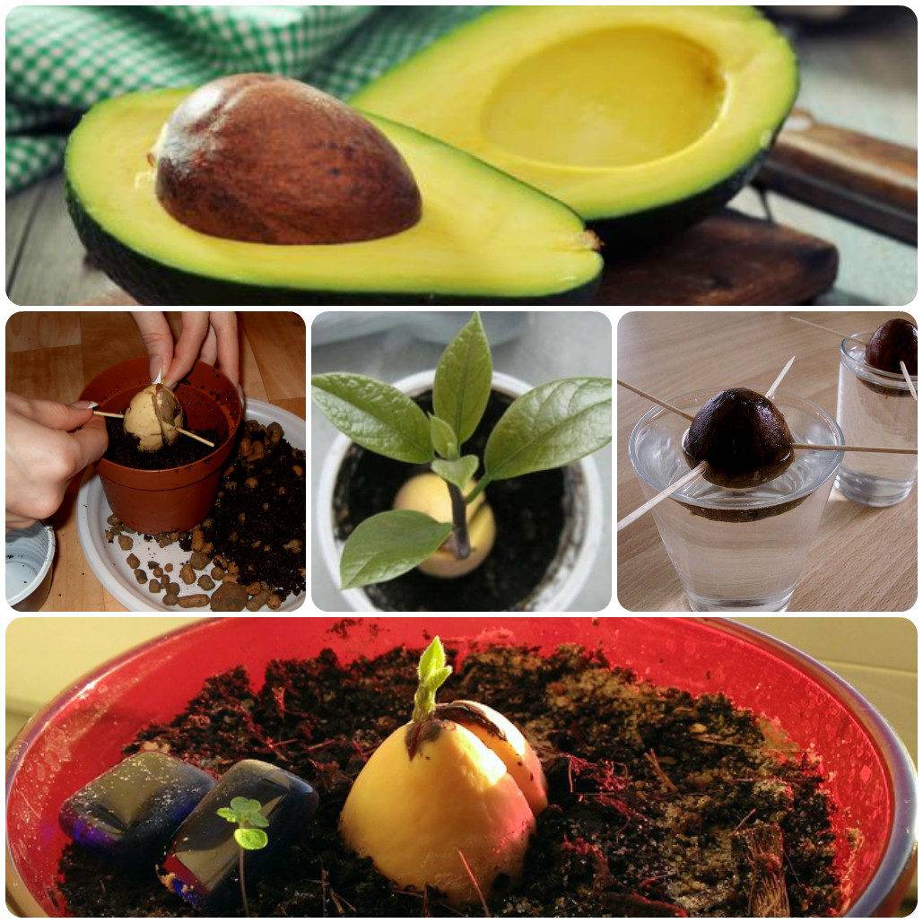  выращивание авокадо из косточки в домашних условиях, пересадка и уход