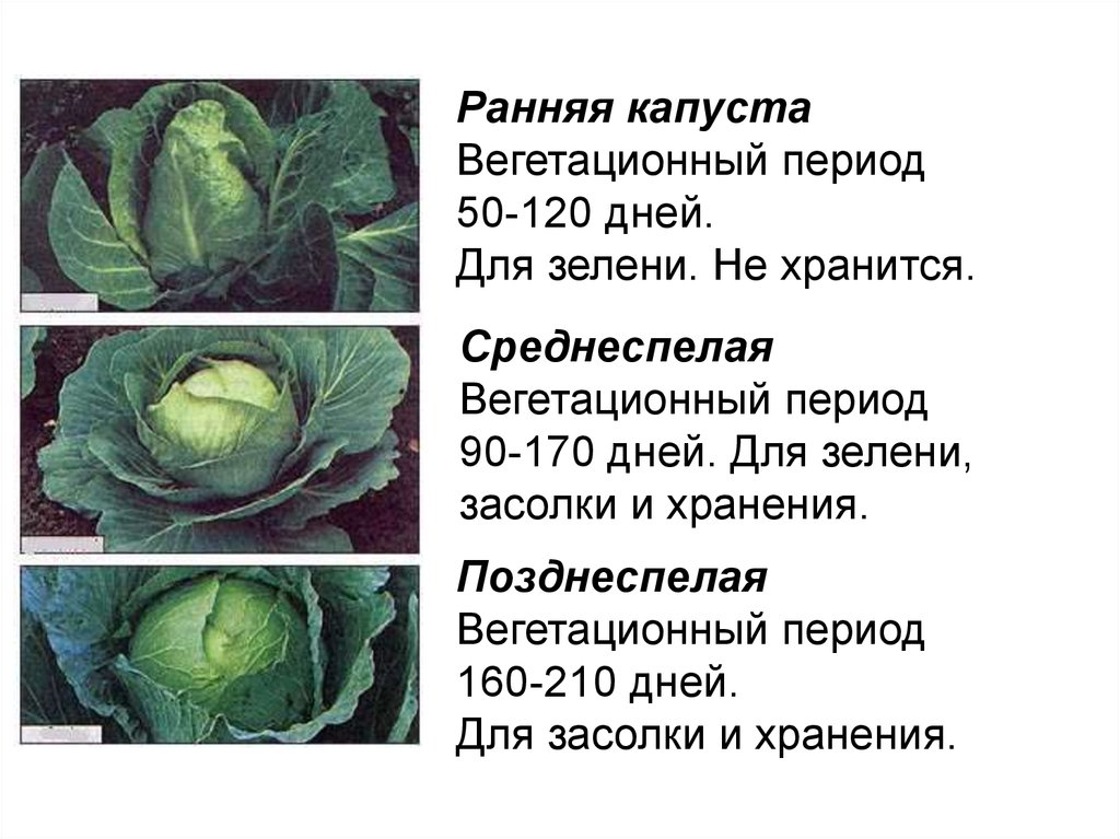 Капуста