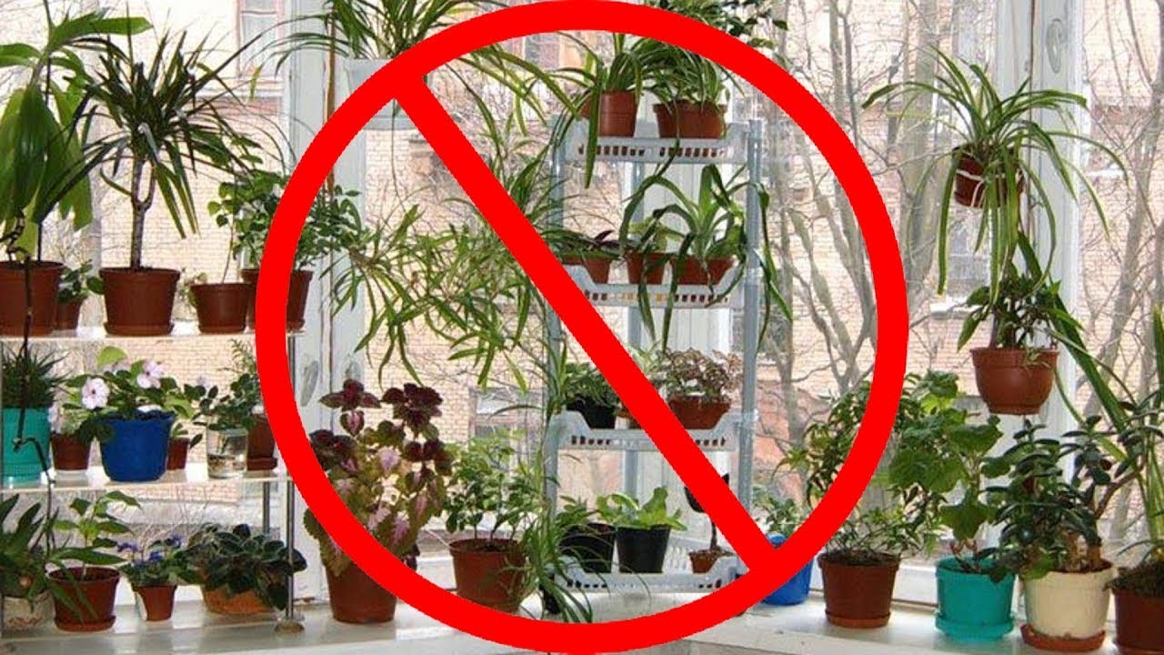 Почему нельзя растить. Комнатные растения которые нельзя держать. Цветы запрещенные в квартире. Цветы которые нельзя держать дома. Цветы убийцы комнатные.