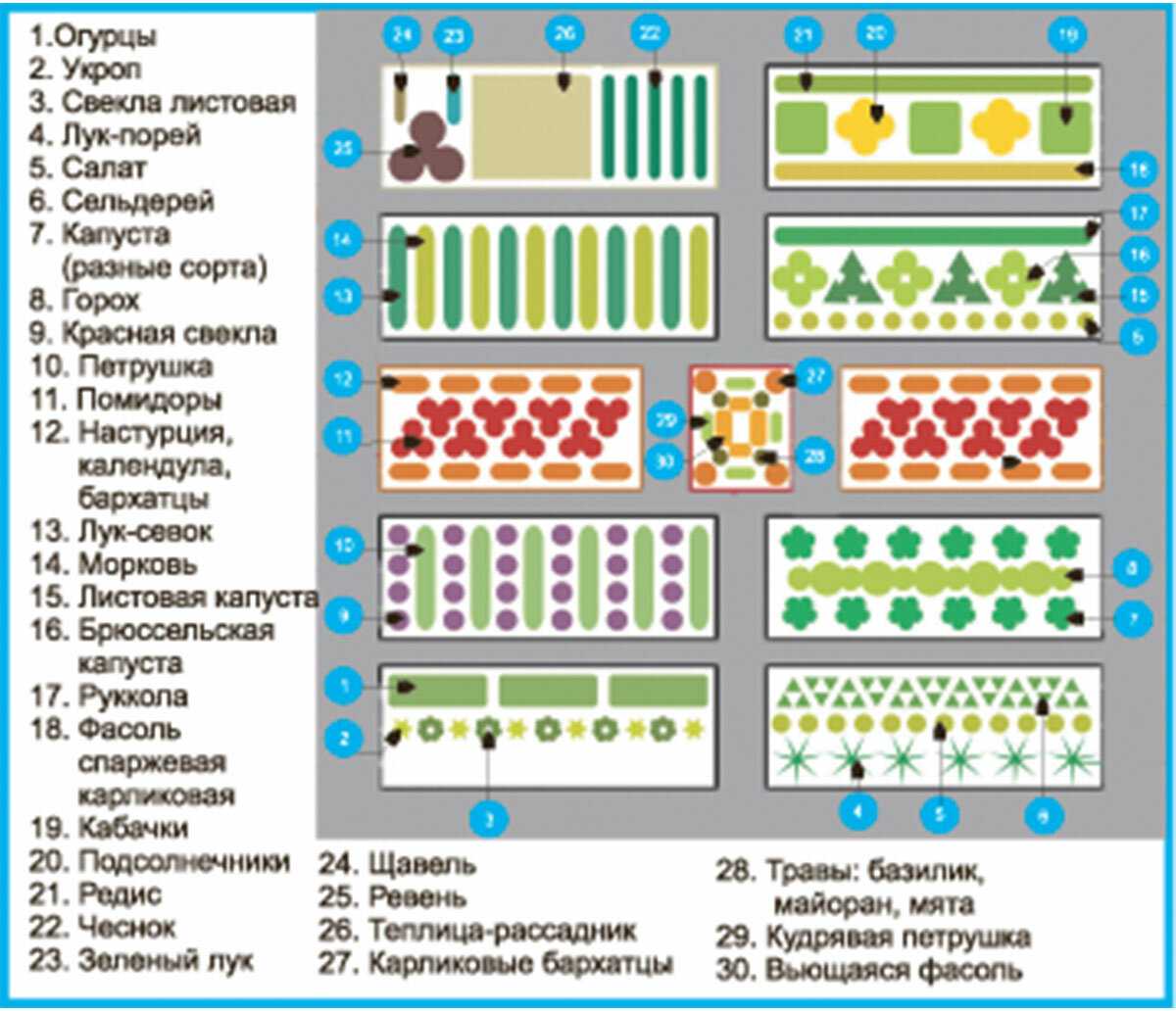 Схема посадок на дачном участке. Смешанные посадки овощей на грядке схемы. Смешанная посадка овощей на одной грядке схема посадки. Смешанные грядки схемы посадки. Планировка огорода под посадки схема.