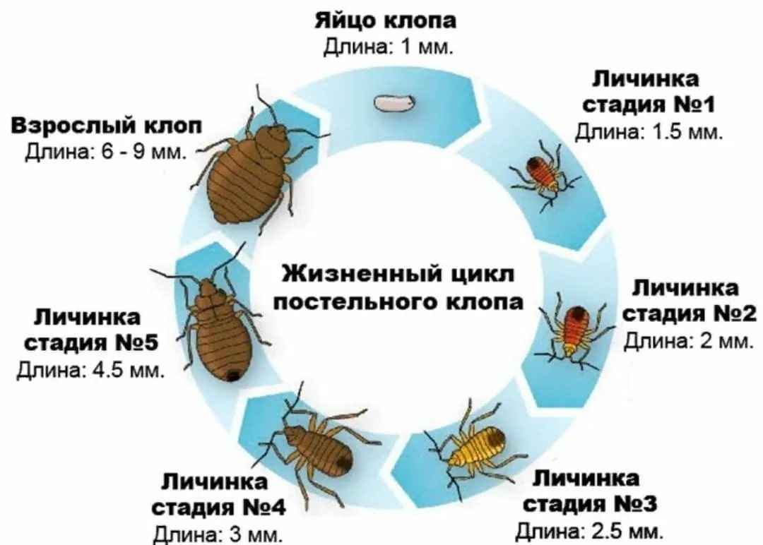 Цикл развития полужесткокрылых