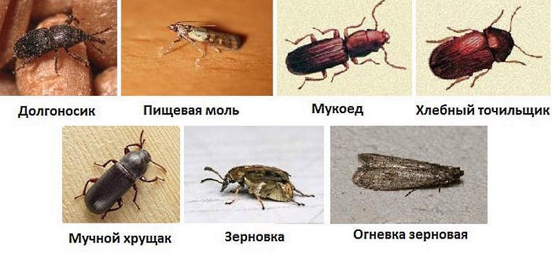 🐜 как избавится от домашних жуков на кухне: виды насекомых, способы борьбы