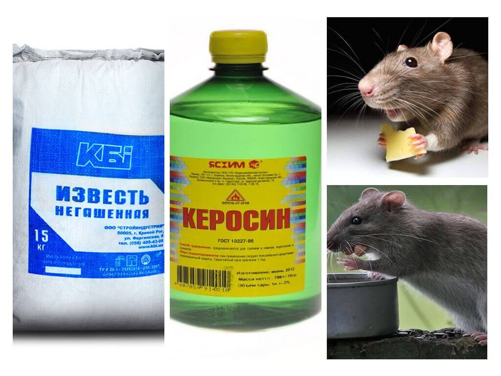 Чего боятся мыши