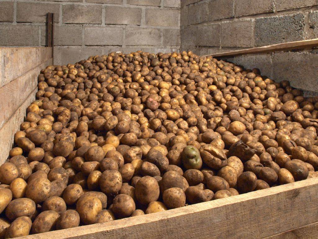 Опробованные советы по успешному хранению картофеля и лайфхак по комнатному картофелеводству — агроxxi