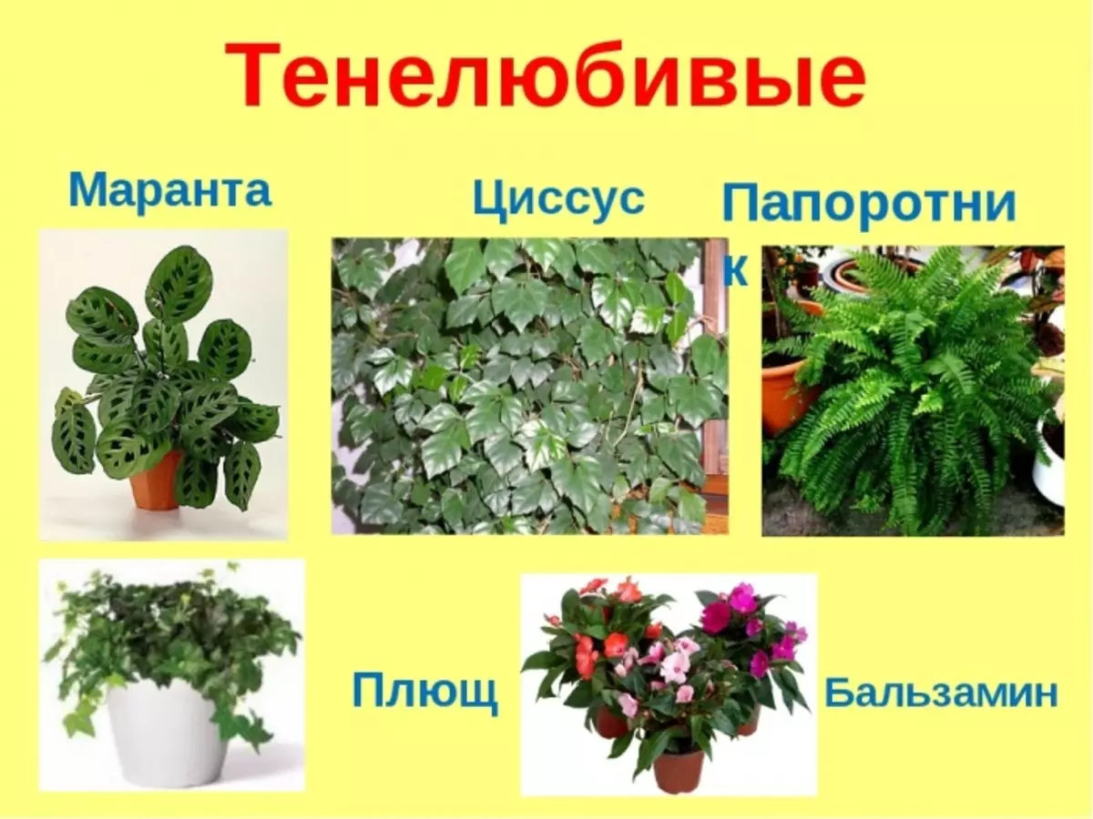вечнозеленые комнатные растения фото и названия