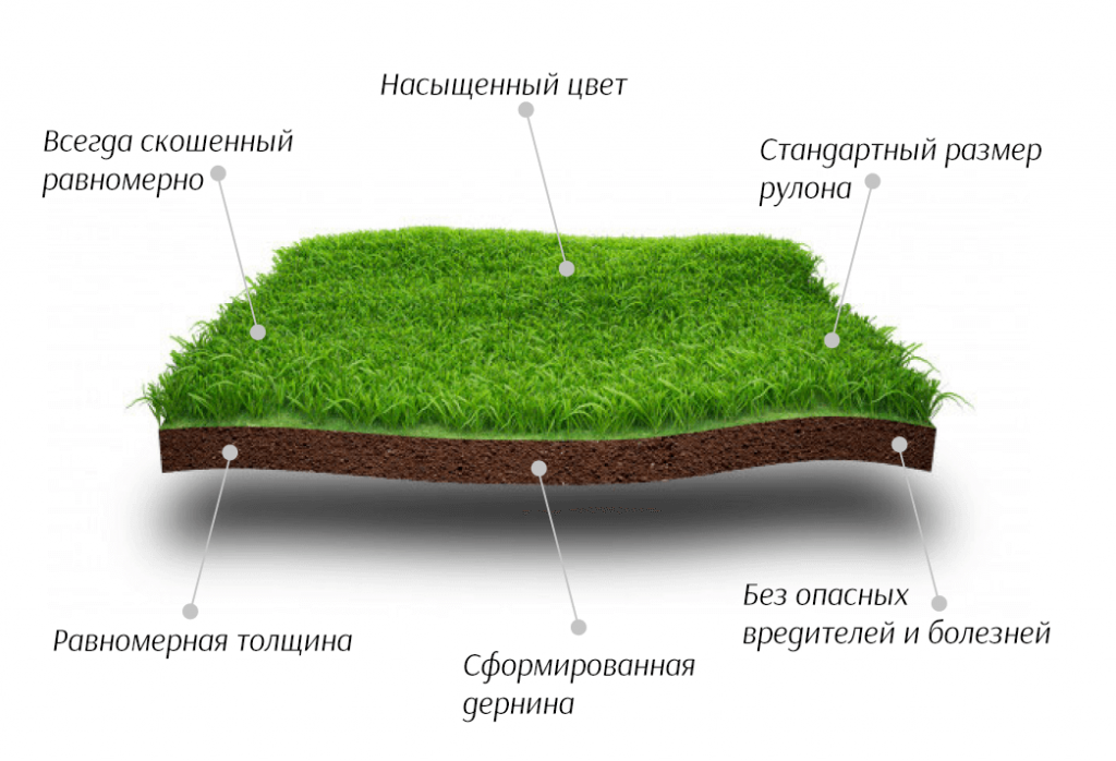 Устройство Газонов Стоимость