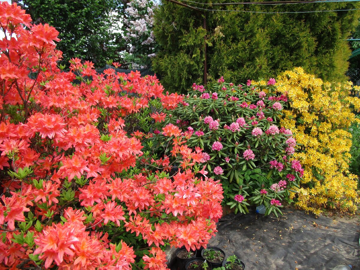 Сроки и правила посадки рододендрона в открытый грунт, уход в последующем