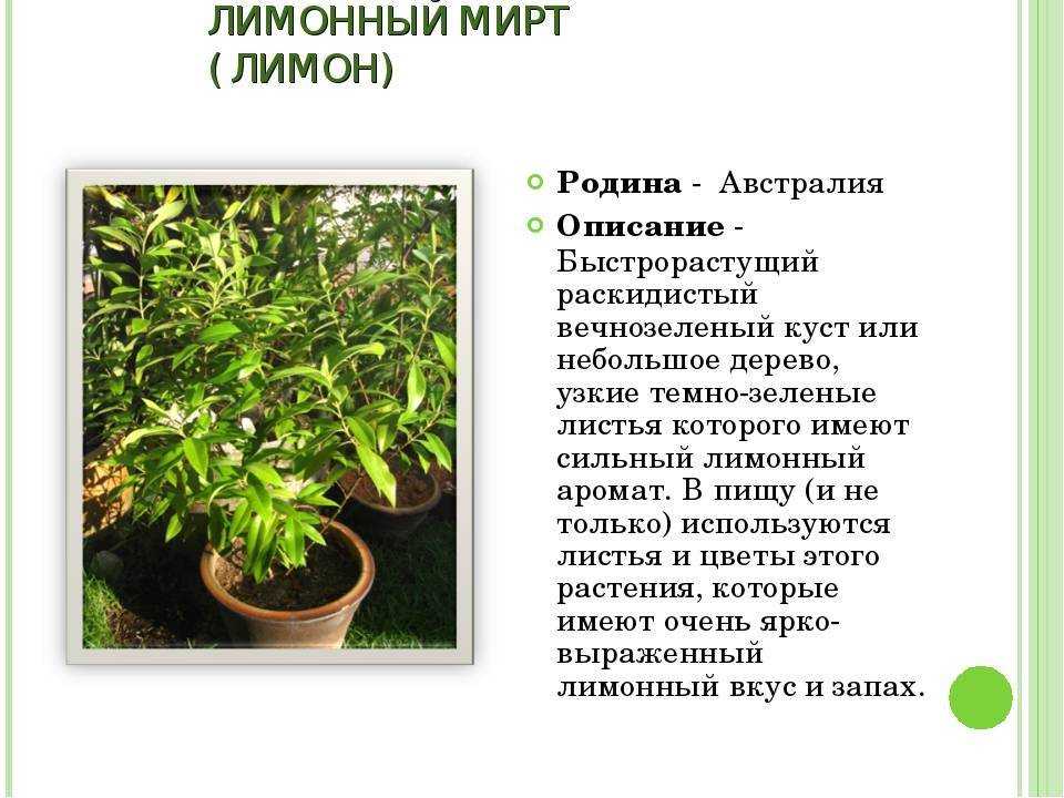 Мирт комнатное растение фото, уход в домашних условиях за цветком, отзывы