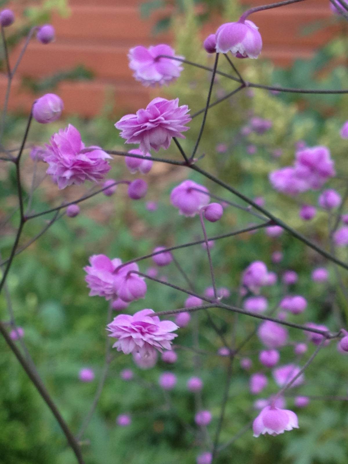 Василистник — посадка и уход за растением