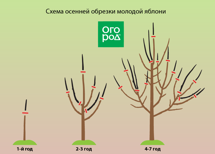 Как заставить деревья плодоносить - лучшие способы