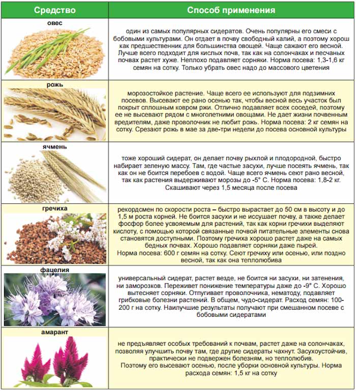 Что такое сидераты, для чего их сеют и как правильно выбрать сидераты для посева на грядки