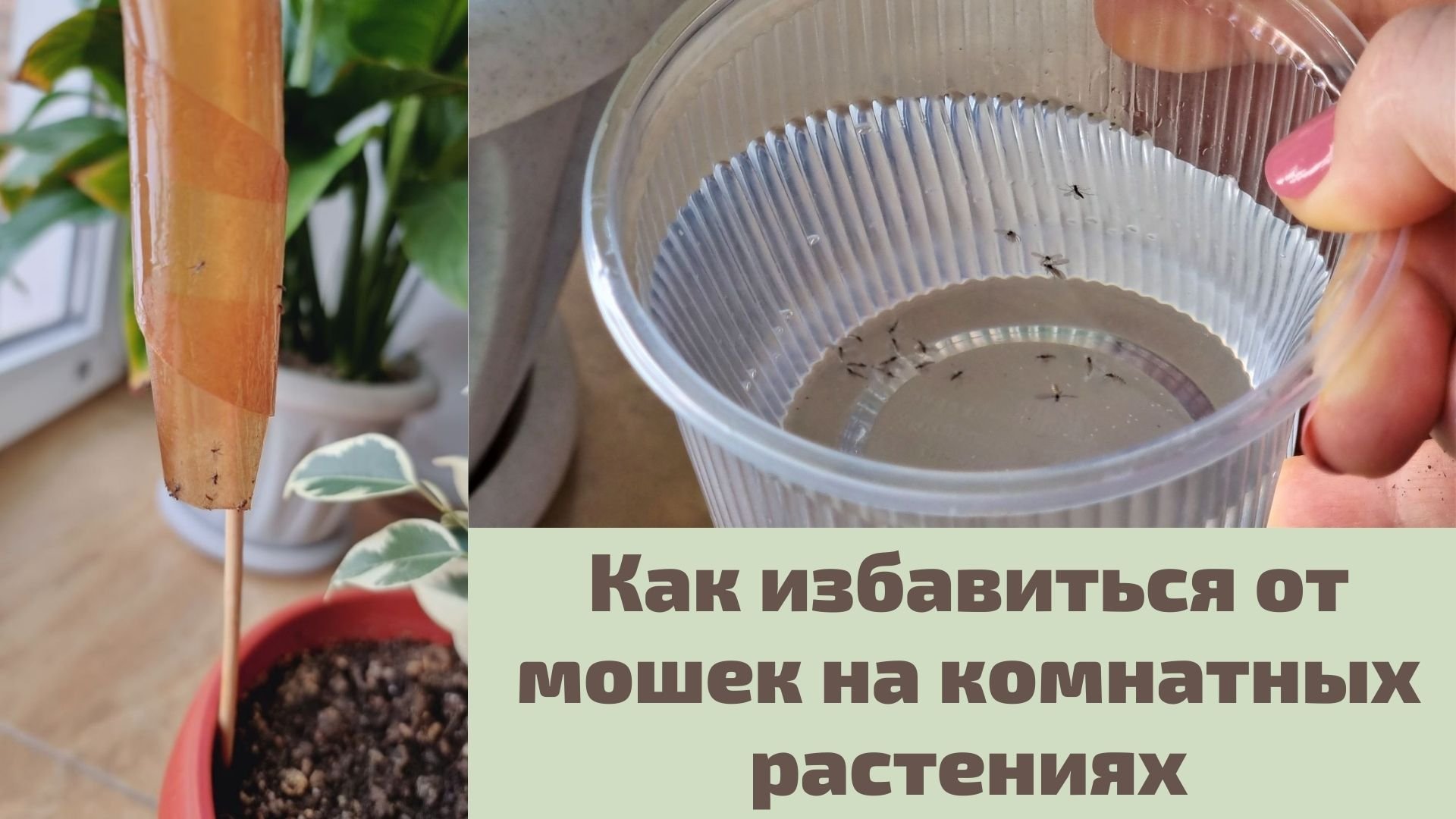 Как избавиться от мошек в цветах народными средствами и другими средствами