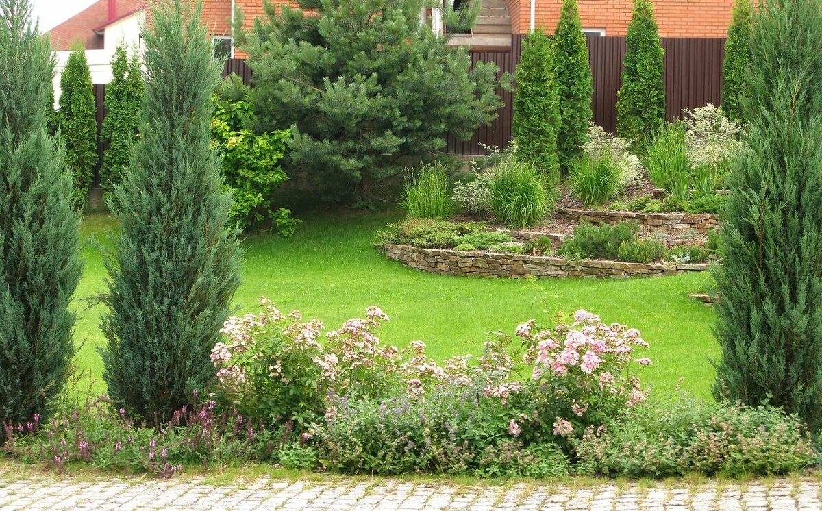 Виды и сорта можжевельника с описанием и фото