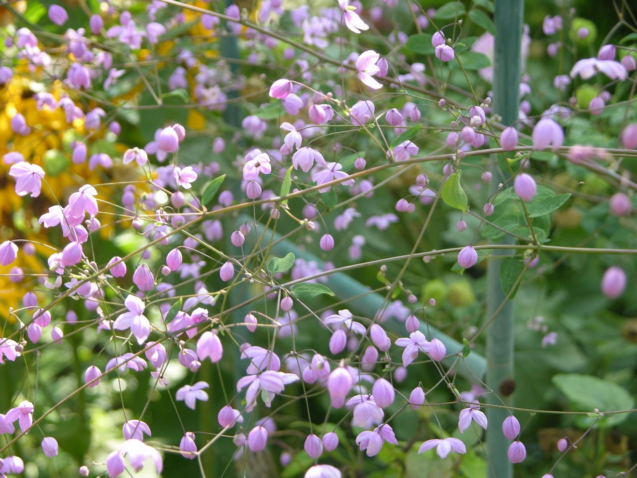 Василистник: выращивание луговой руты в саду