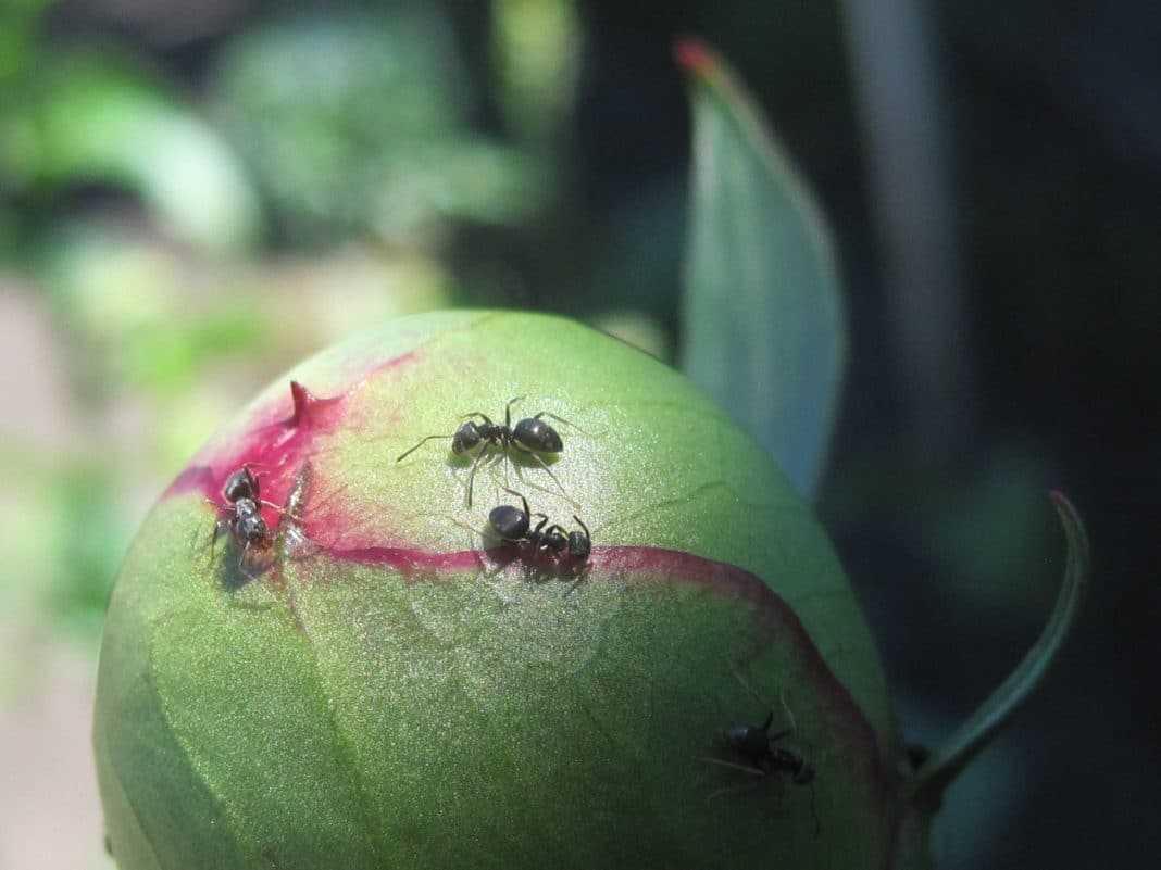 Чем обработать пионы от муравьев перед цветением в 2023 году на гудгрунт
