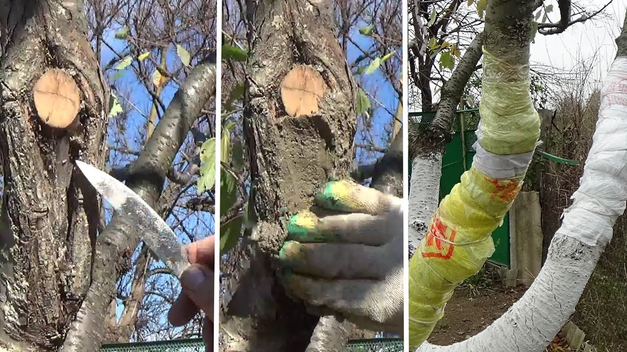Чем замазать спиленные ветки. чем замазывать дерево после обрезки