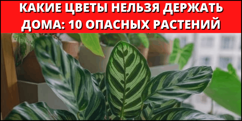 Комнатные цветы, которые нельзя держать дома: народные приметы и вредные комнатные растения