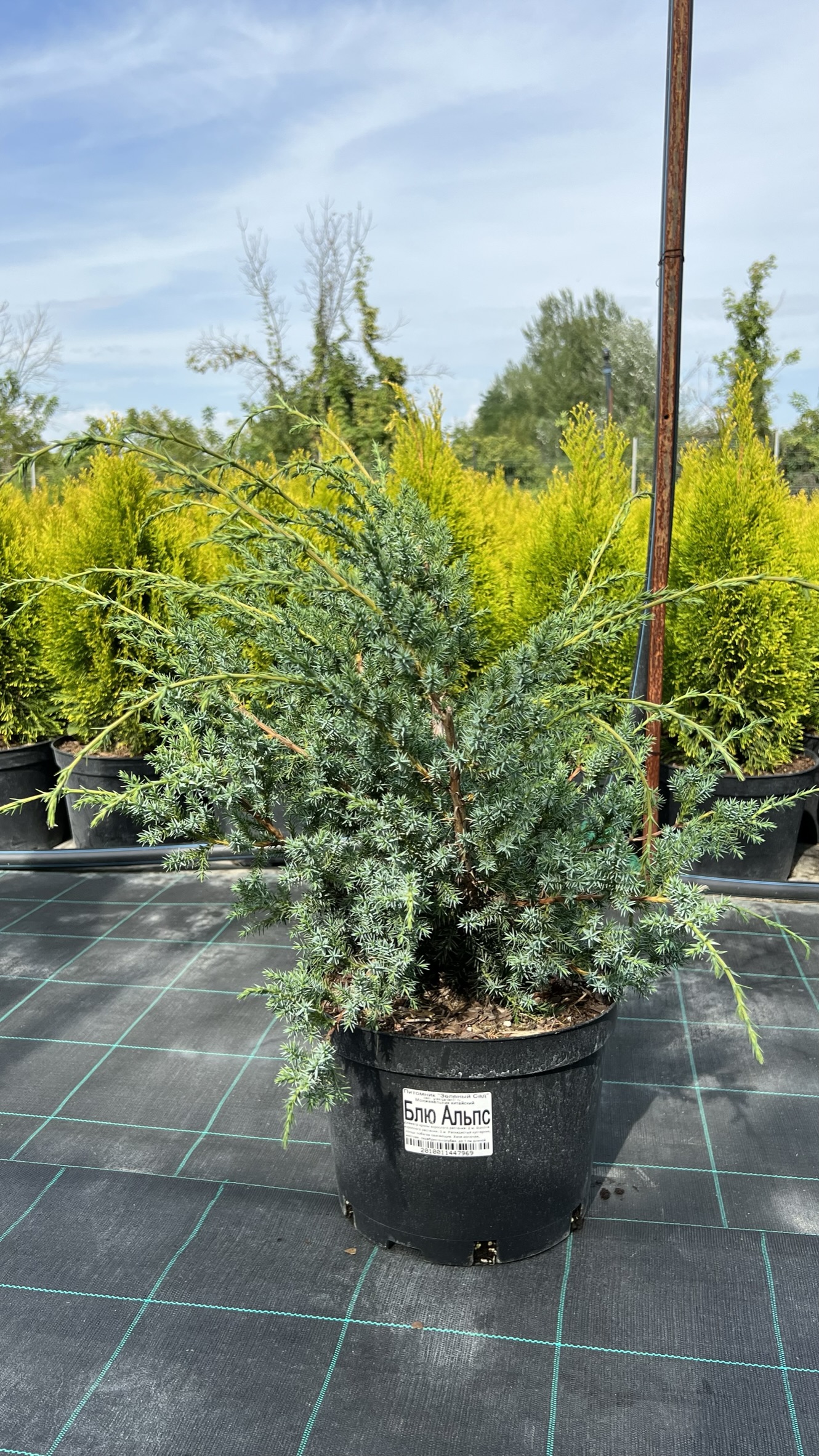 Можжевельник Блю Альпс: особенности посадки и ухода
