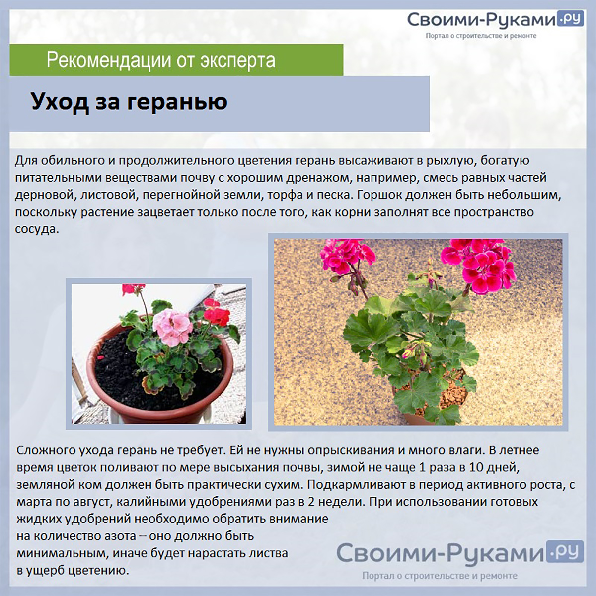 Особенности выращивания герани в горшке: как ухаживать в домашних условиях, чтобы цвела?