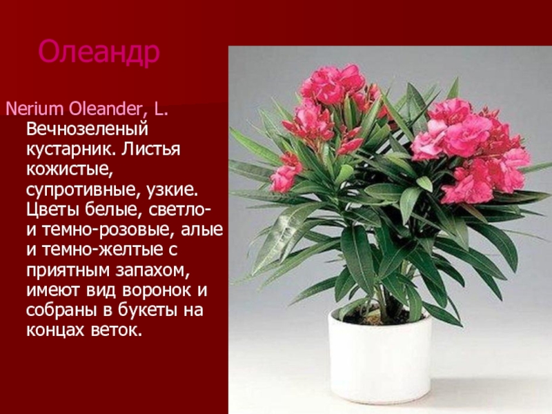 Олеандр обыкновенный — разведение и уход