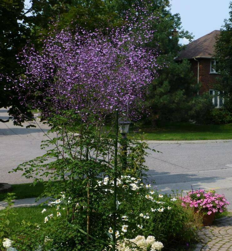 Посадка василистника и уход в открытом грунте