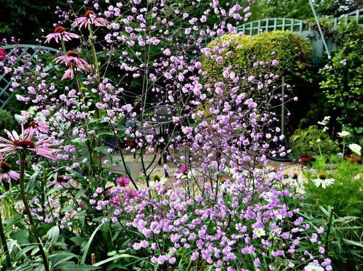 Василистник посадка и уход в открытом грунте фото, василистник посадка и уход в открытом грунте, фото цветка