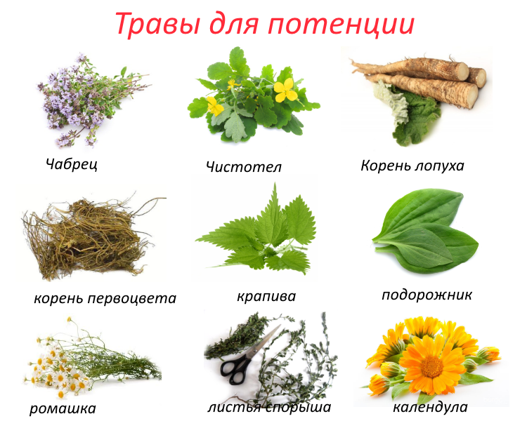 Комнатные растения очищающие воздух в квартире топ лучших