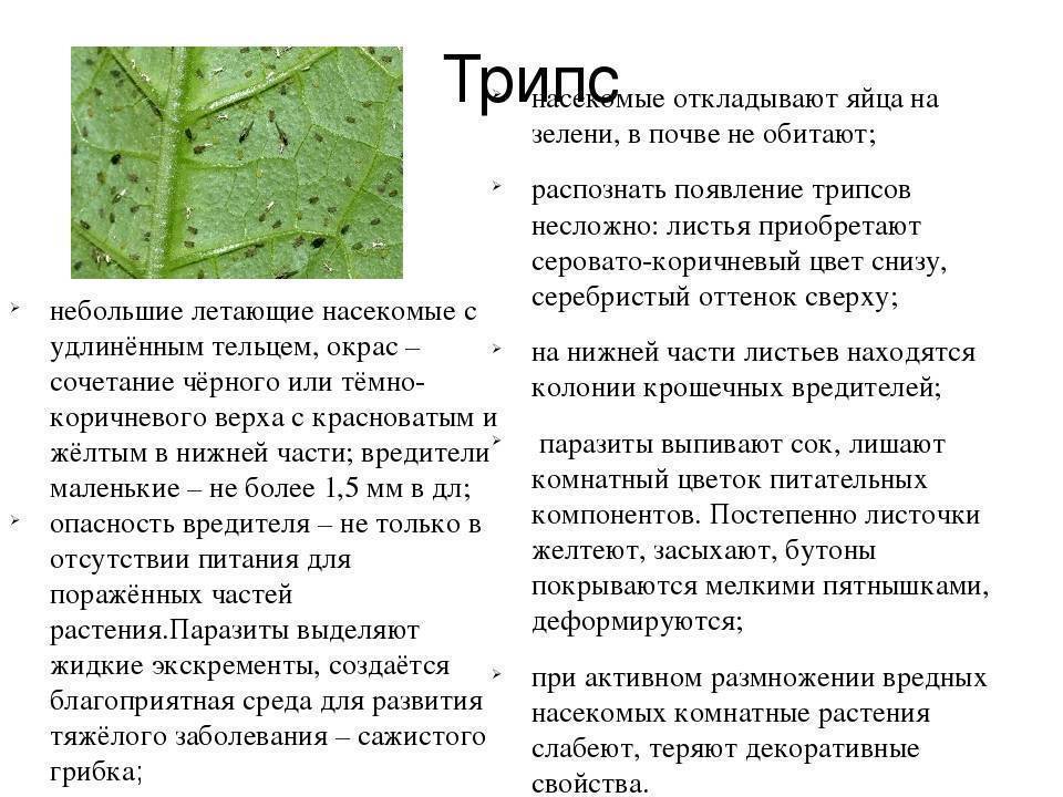 Вредители комнатных цветов: признаки и методы борьбы с ними