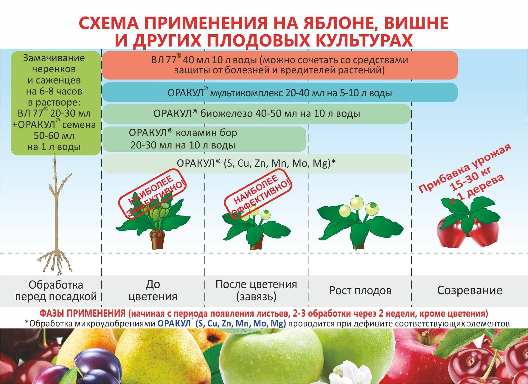 Нюансы осенней подкормки плодовых деревьев и кустарников