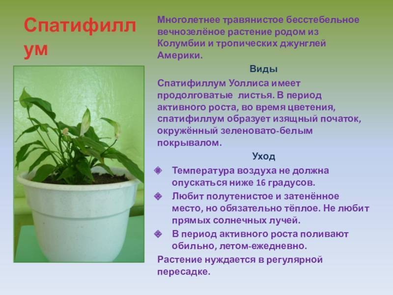 Спатифиллум