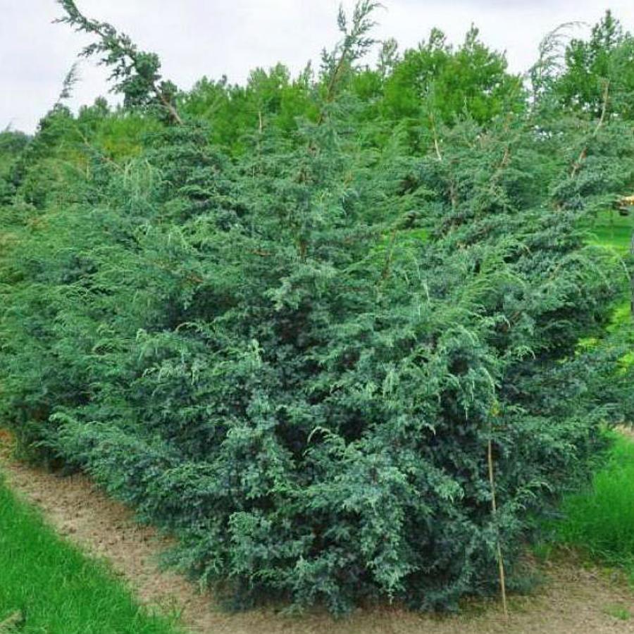 Можжевельники – виды и сорта с фото