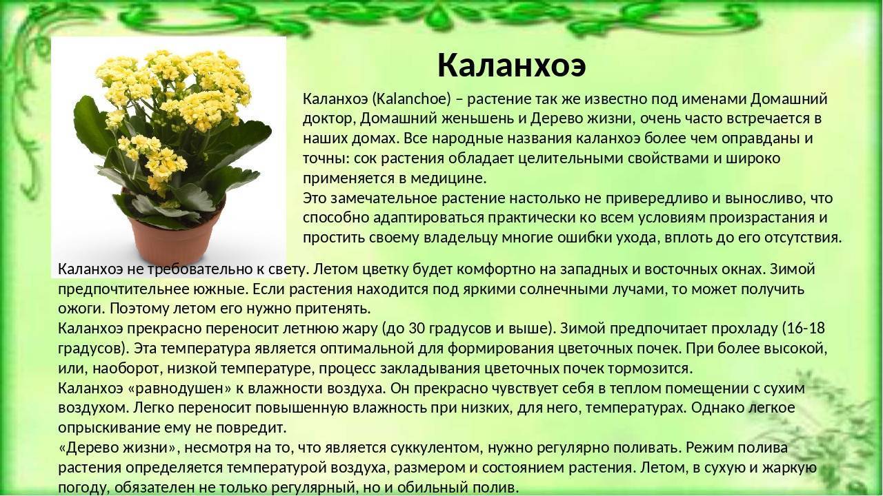Что делать, чтобы каланхоэ цвело подольше? уход в домашних условиях. фото — ботаничка