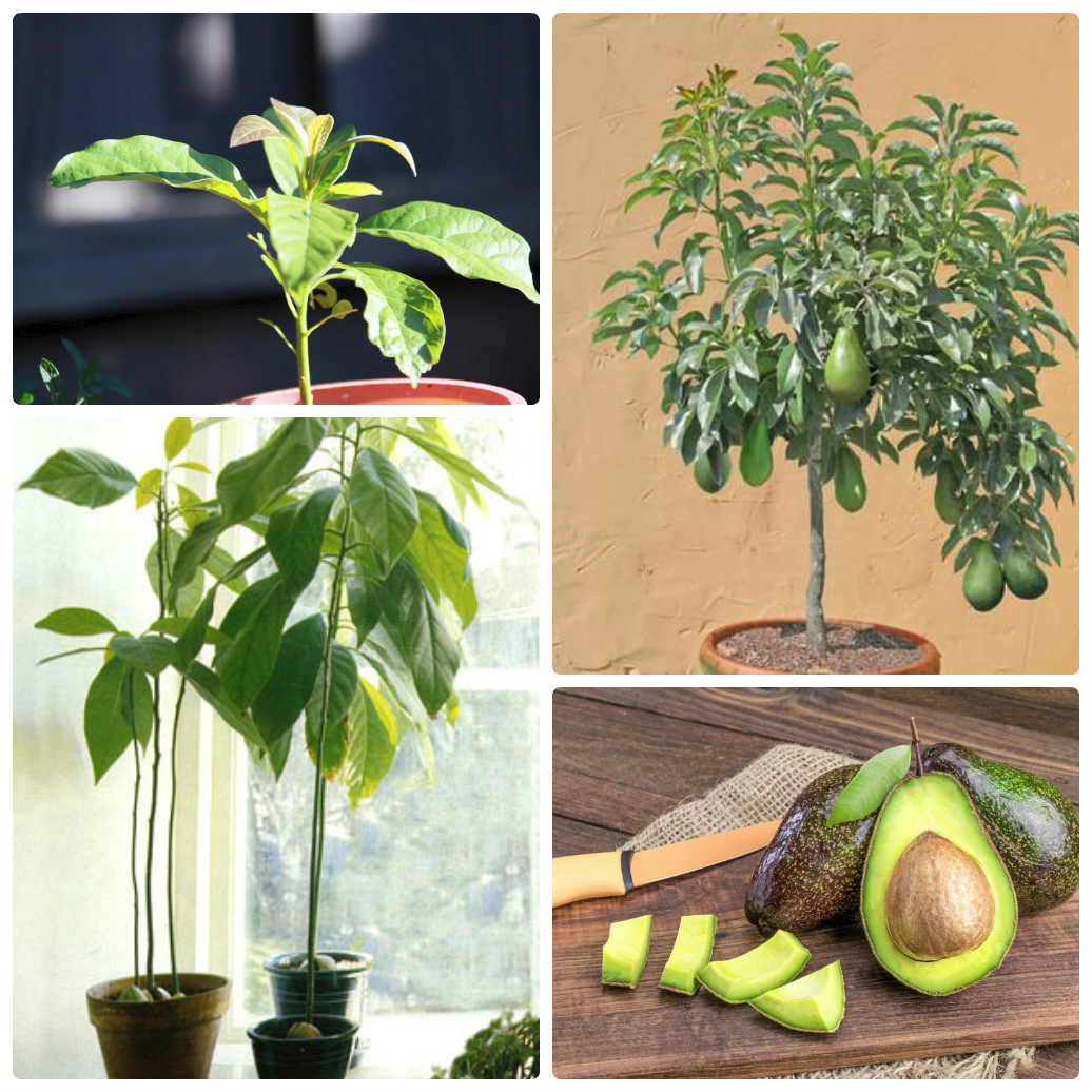 Авокадо — как выращивать из косточки? путь от семечки до дерева в домашнем саду