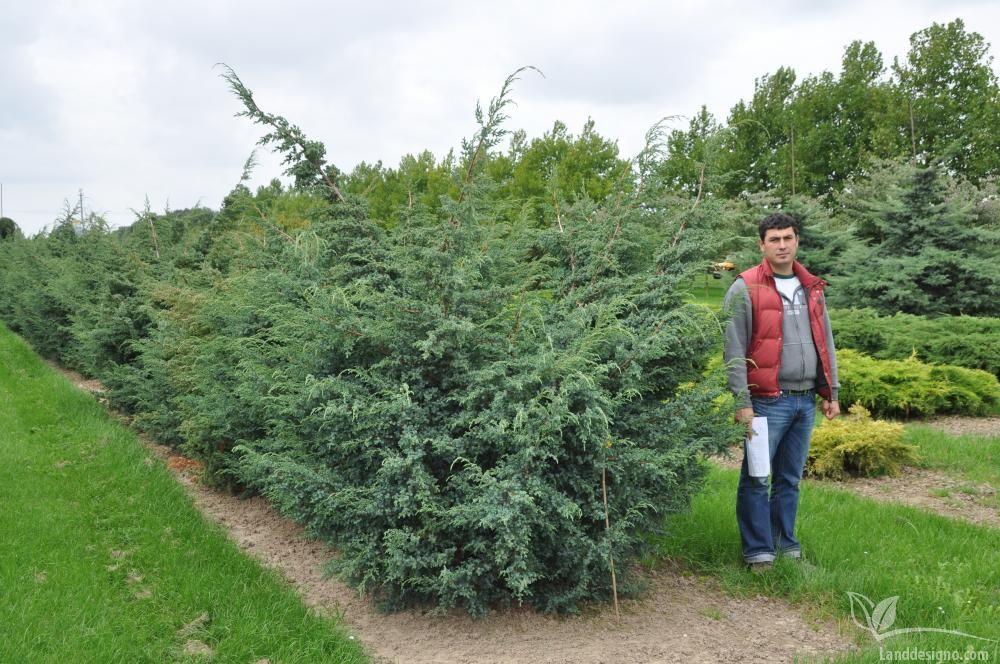 Можжевельник китайский: правила посадки и ухода за кустом, сорта