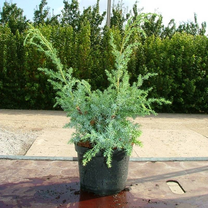 Можжевельник блю альпс (вlue аlps): описание и фото, отзывы, посадка и уход