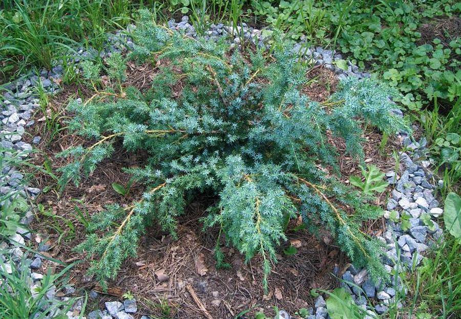 Можжевельник блю альпс: особенности посадки и ухода