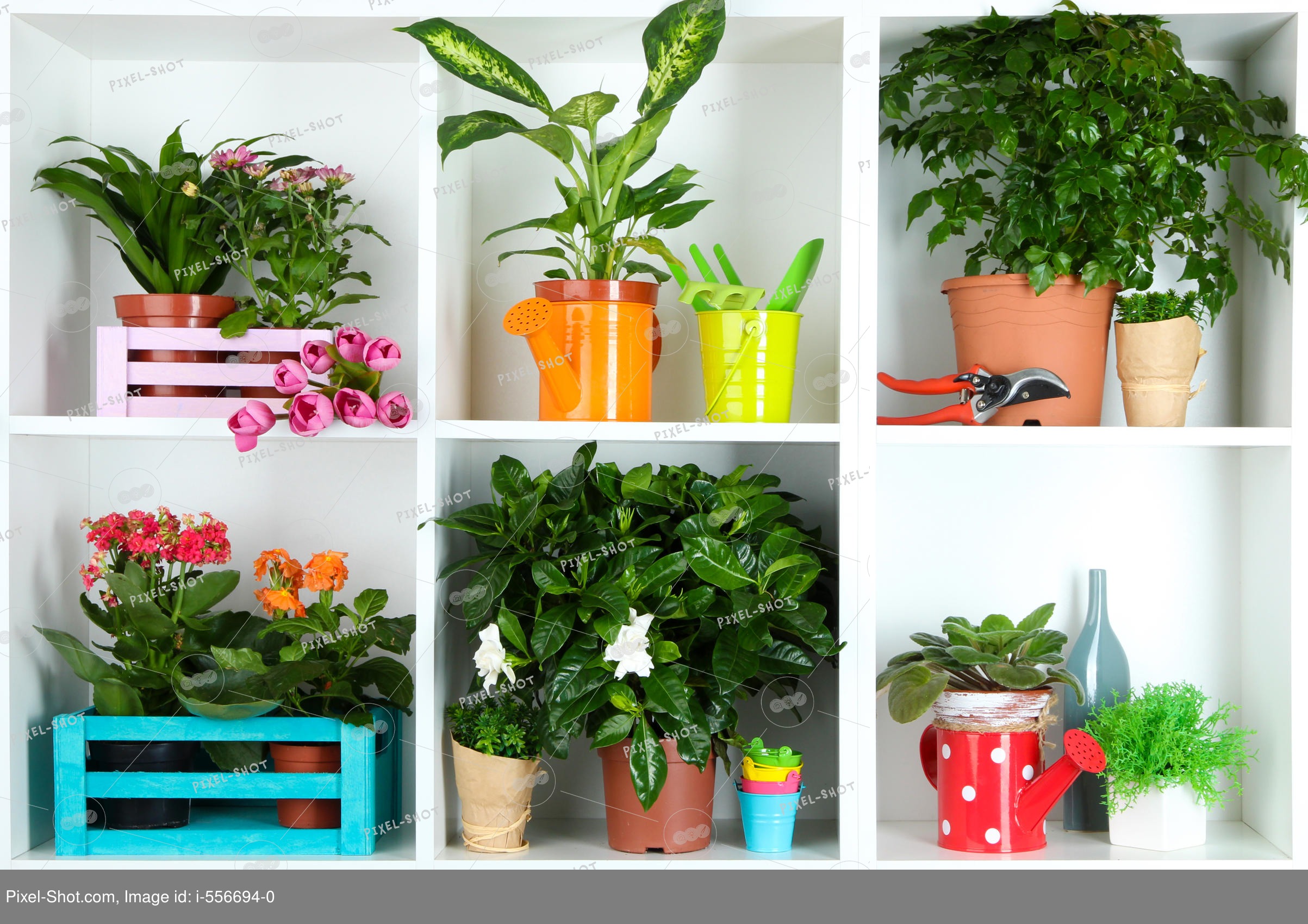 Название лучшие комнатные растения для дома: самые полезные для квартиры, свойства комнатных растений, какие цветы нужно держать дома
