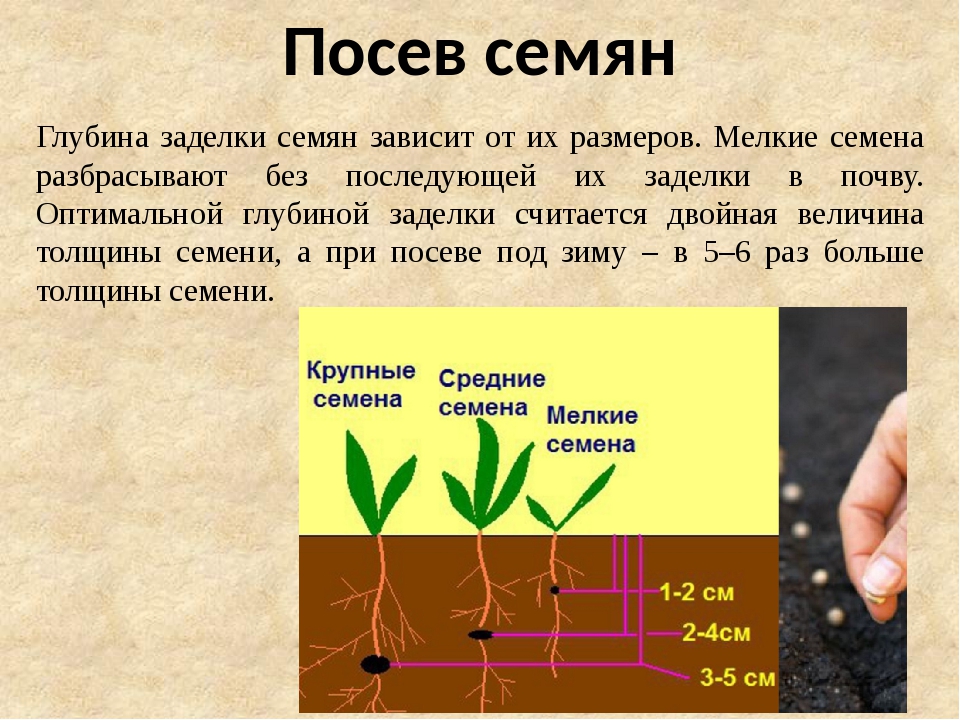 Технология подготовки семян к посеву 6 класс презентация