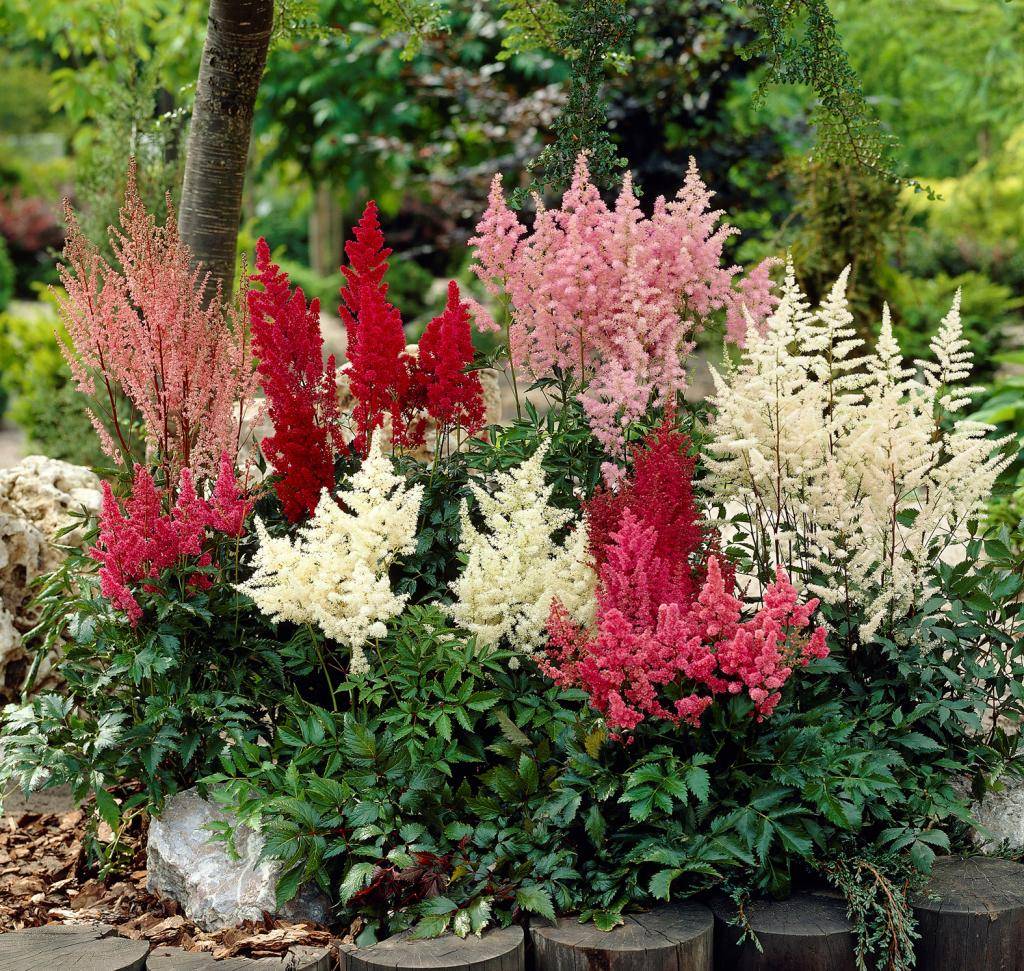 Астильба Арендса (Astilbe arendsii Spinell