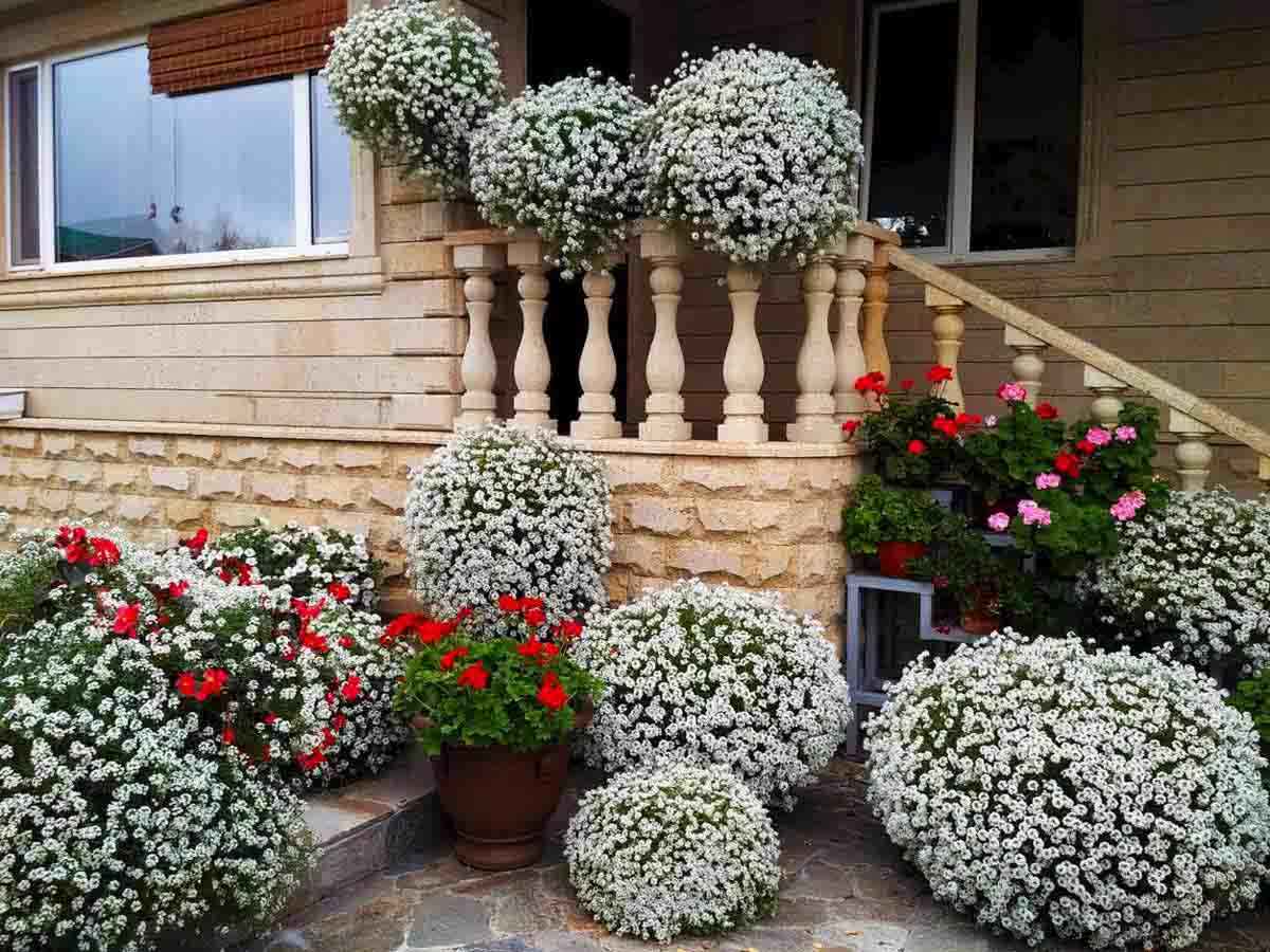 Низкорослые цветы для клумбы цветущие все лето: названия с фото