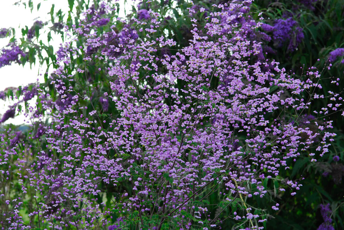 Василистник делавея — очаровательное украшение сада: выращивание и использование в дизайне