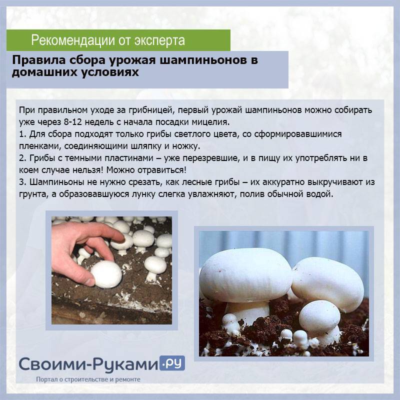 Выращивание грибов в домашних условиях: главные особенности и инструкция для новичков