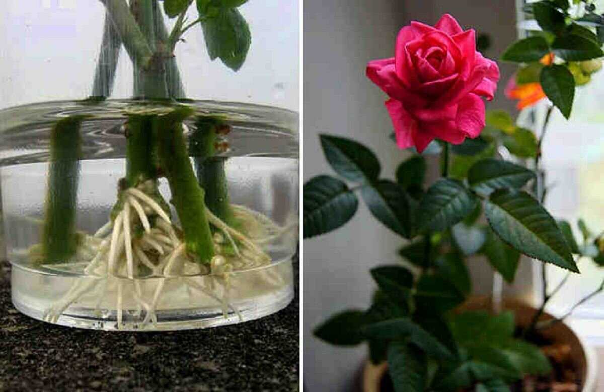 Черенкуем розы из букета зимой в домашних. Укоренение черенков роз. Пророщенные черенки роз.