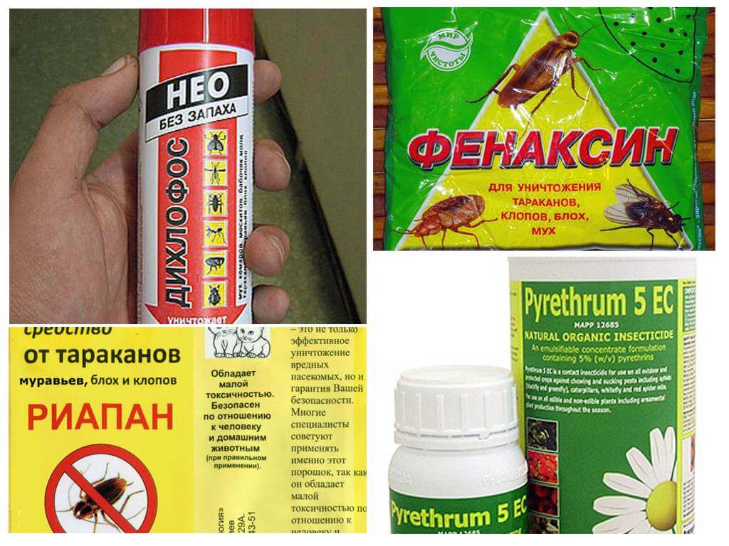 Как избавиться от жучков в крупе и в шкафу: полезные советы хозяйкам